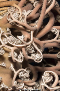 Gorgon Star ( Astrospartus mediterraneus) close up.
(Can... by Antonio Venturelli 